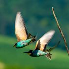 Abflug der Bienenfresser 