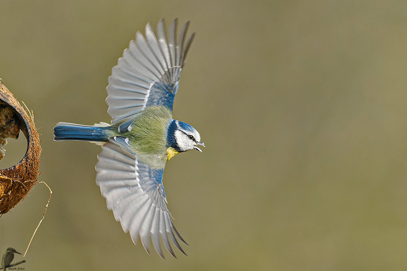 Abflug der Blaumeise