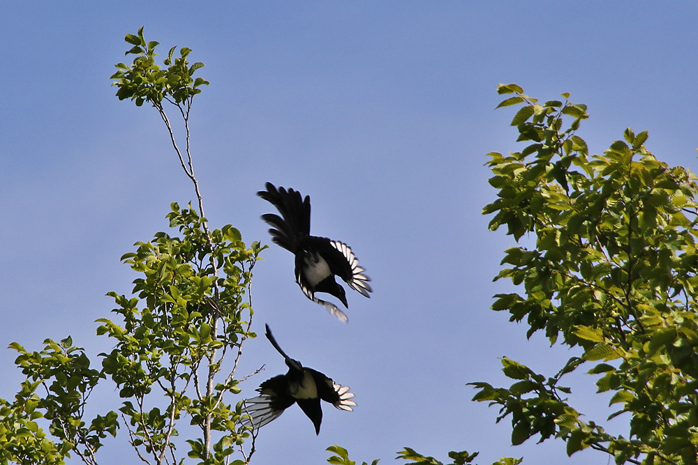 Abflug der Elstern