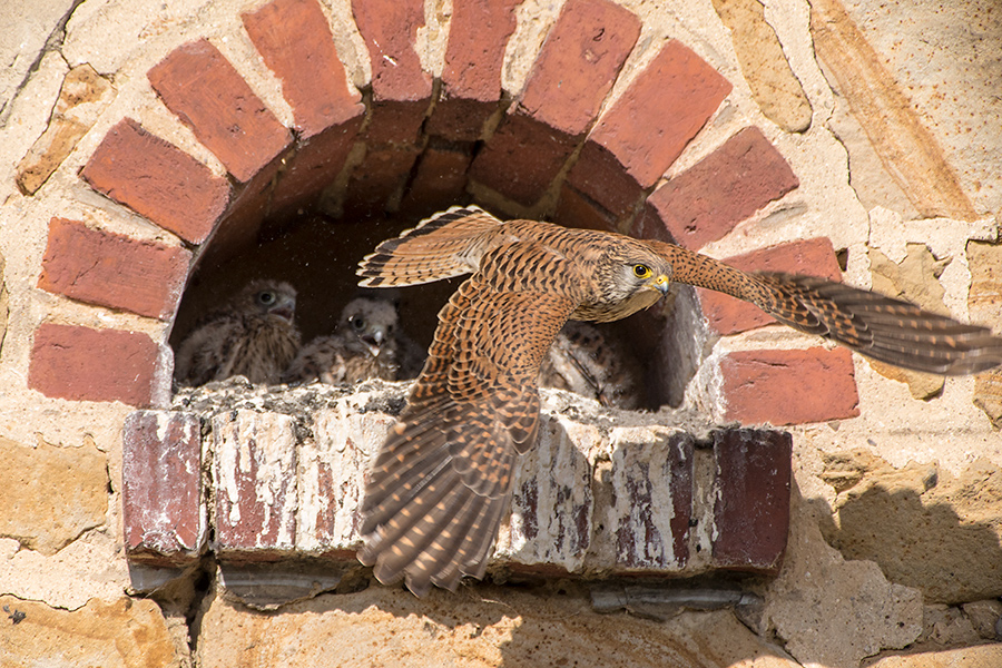 Abflug der Falkendame