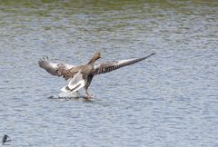 Abflug der Graugans