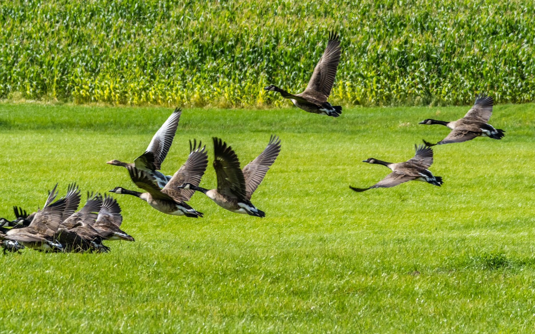 Abflug der Kanadagänse