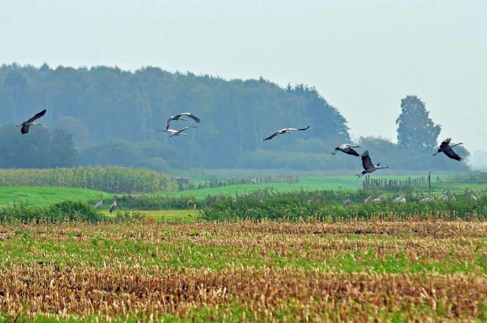 Abflug der Kraniche