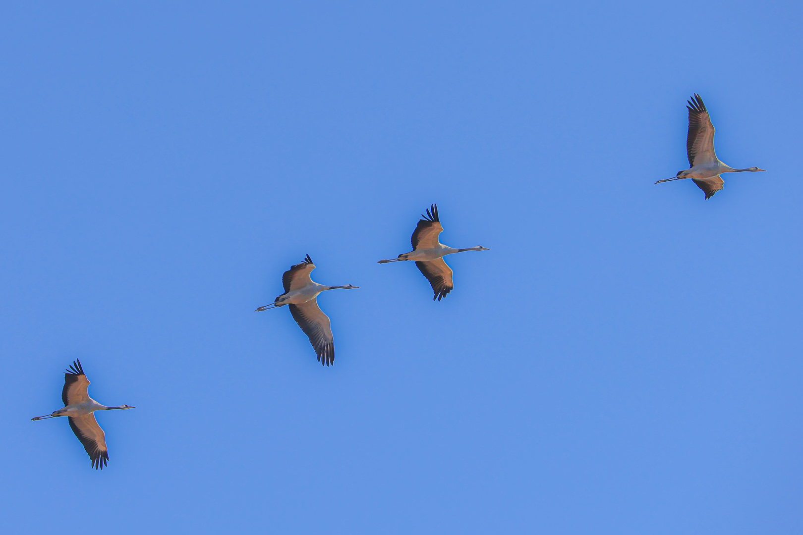 Abflug der Kraniche