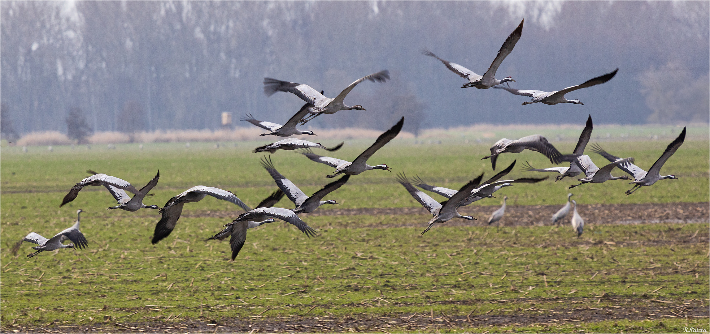 Abflug der Kraniche