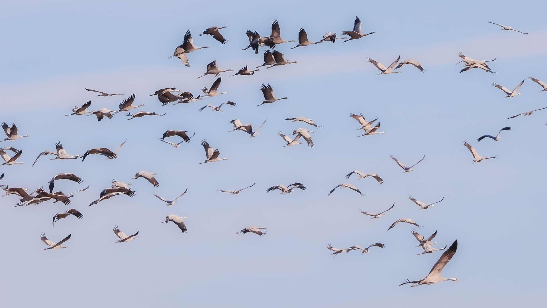 Abflug der Kraniche