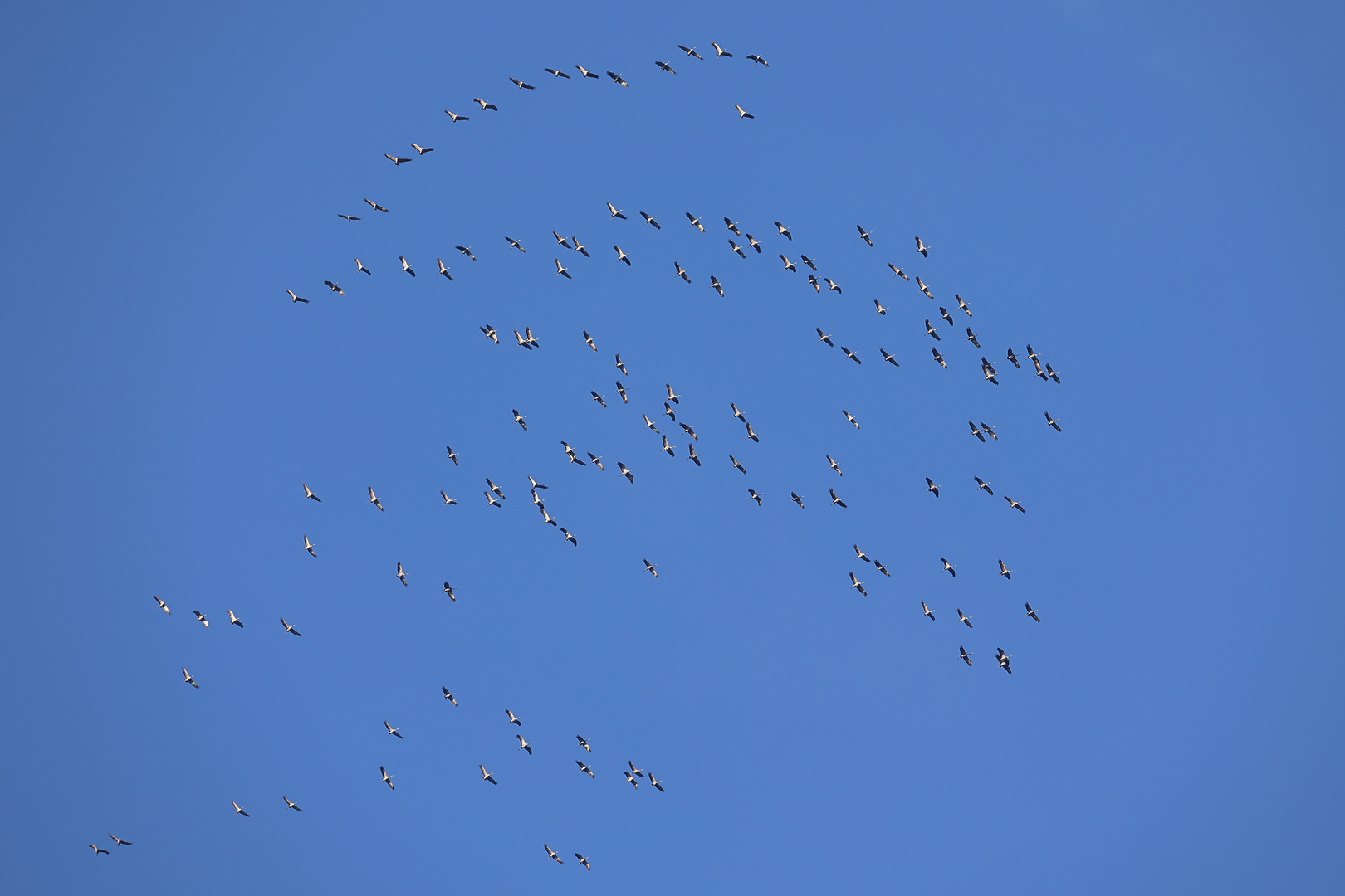 Abflug der Kraniche