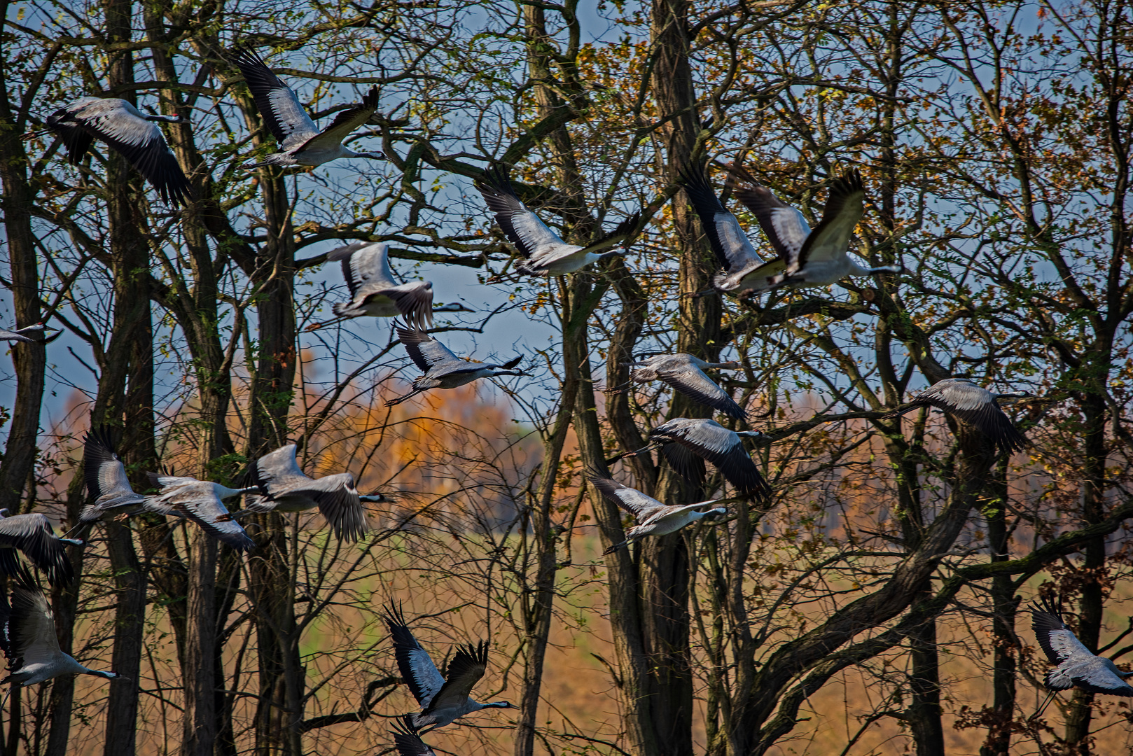 Abflug der Kraniche 