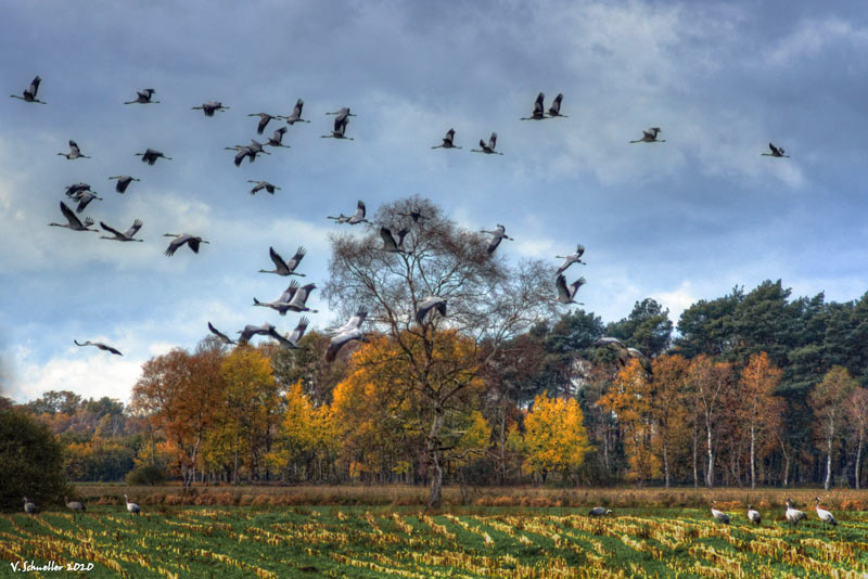 ~ Abflug der Kraniche ~