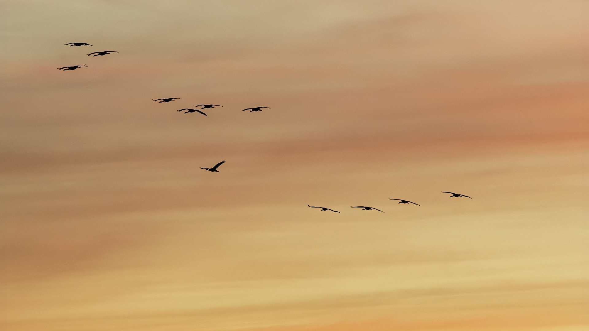   Abflug der Kraniche