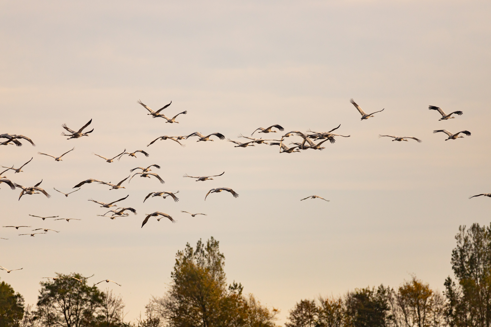 Abflug der Kraniche