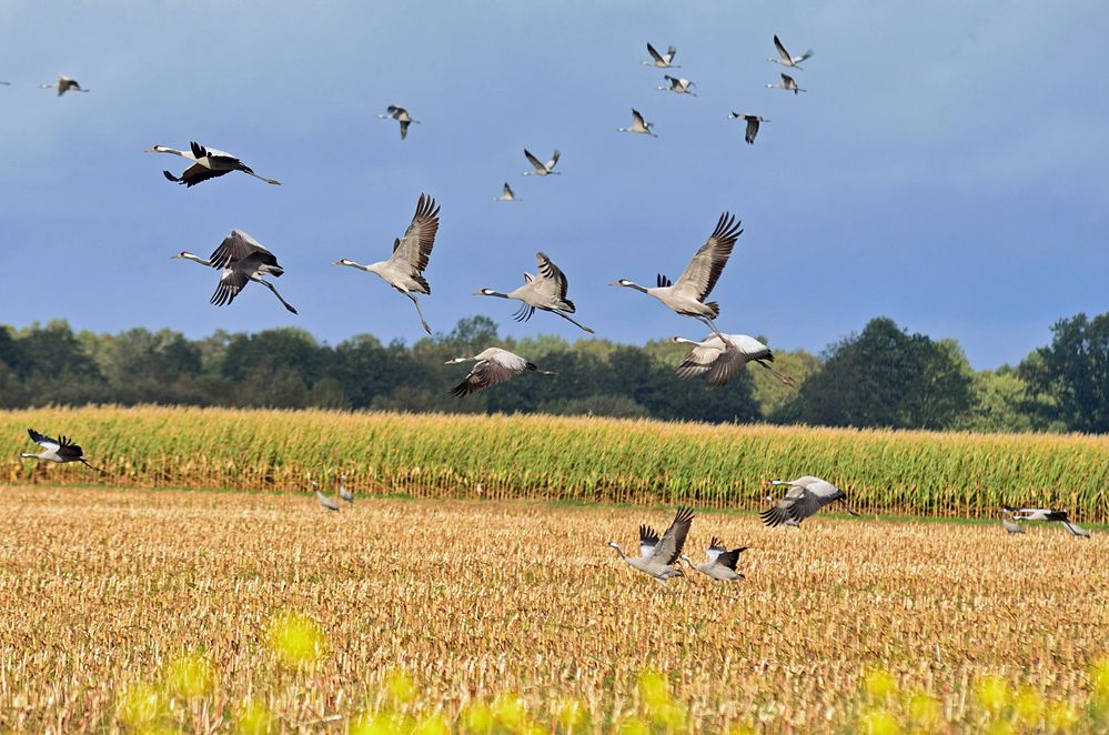 Abflug der Kraniche II