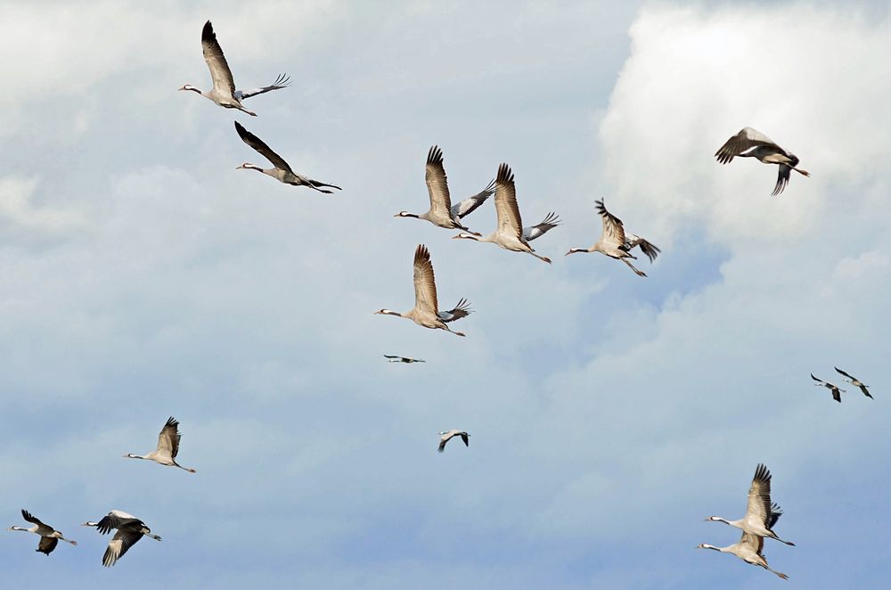 Abflug der Kraniche III