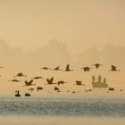 Abflug der Kraniche vom Schlafplatz._0933