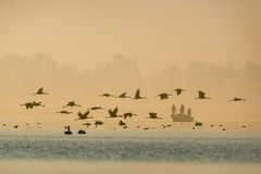 Abflug der Kraniche vom Schlafplatz._0933