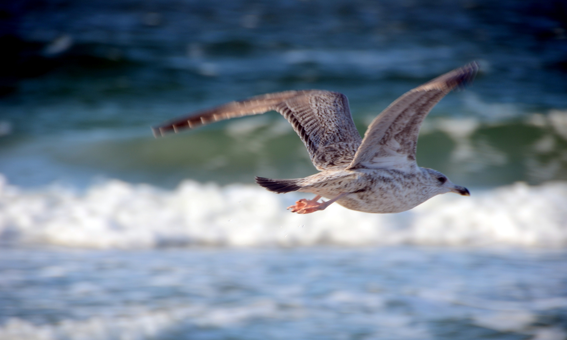 Abflug der Möwe