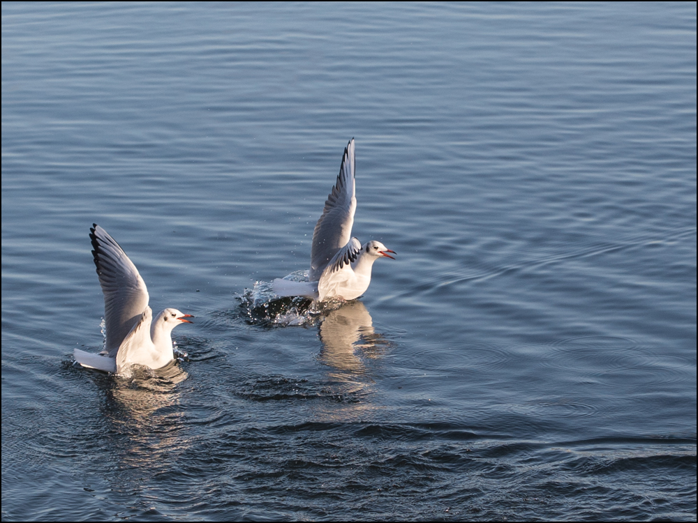 Abflug der Möwen