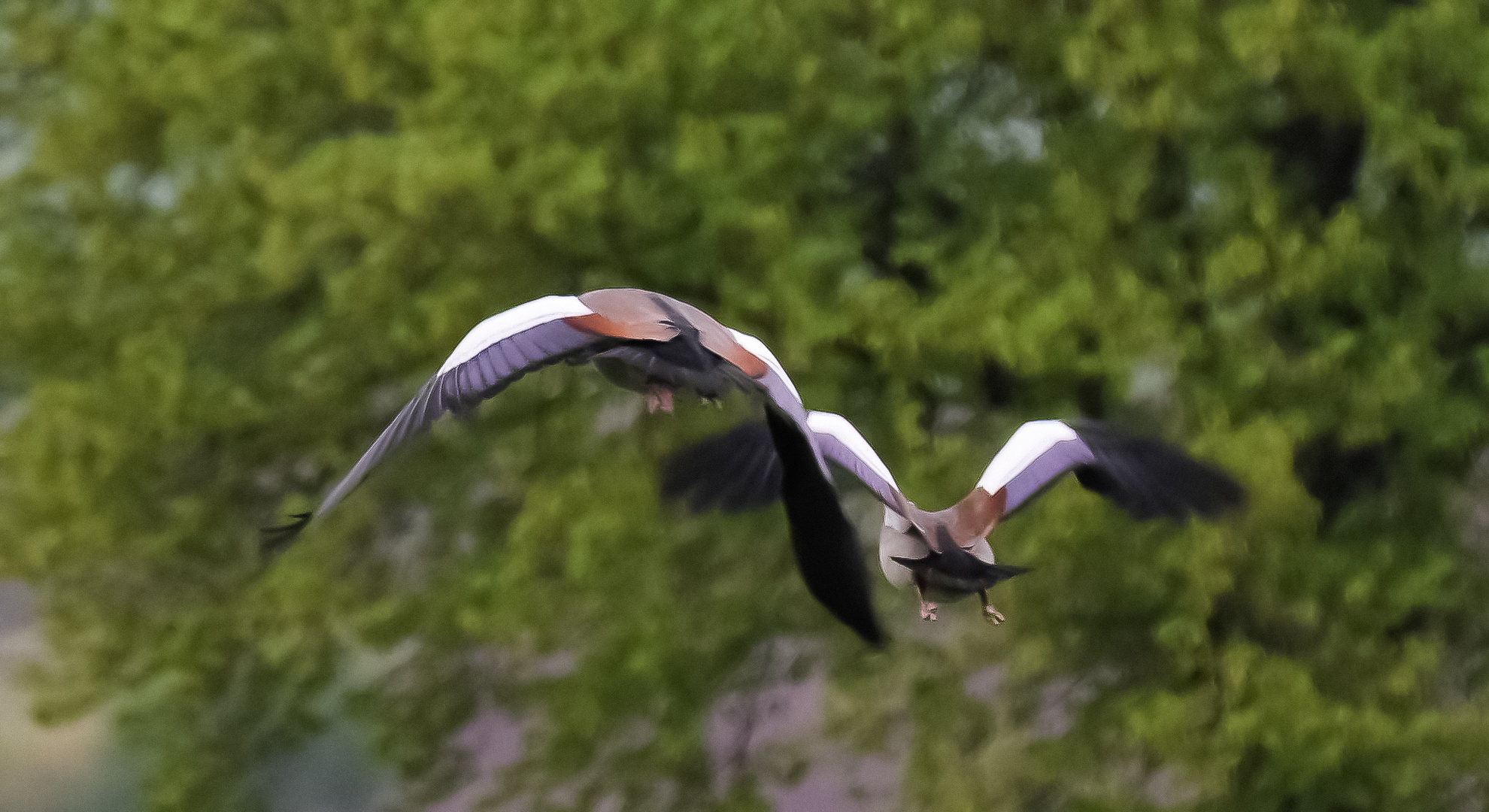 Abflug der Nilgänse !!!!