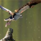 Abflug der Nilgans gegen die Mittagssonne