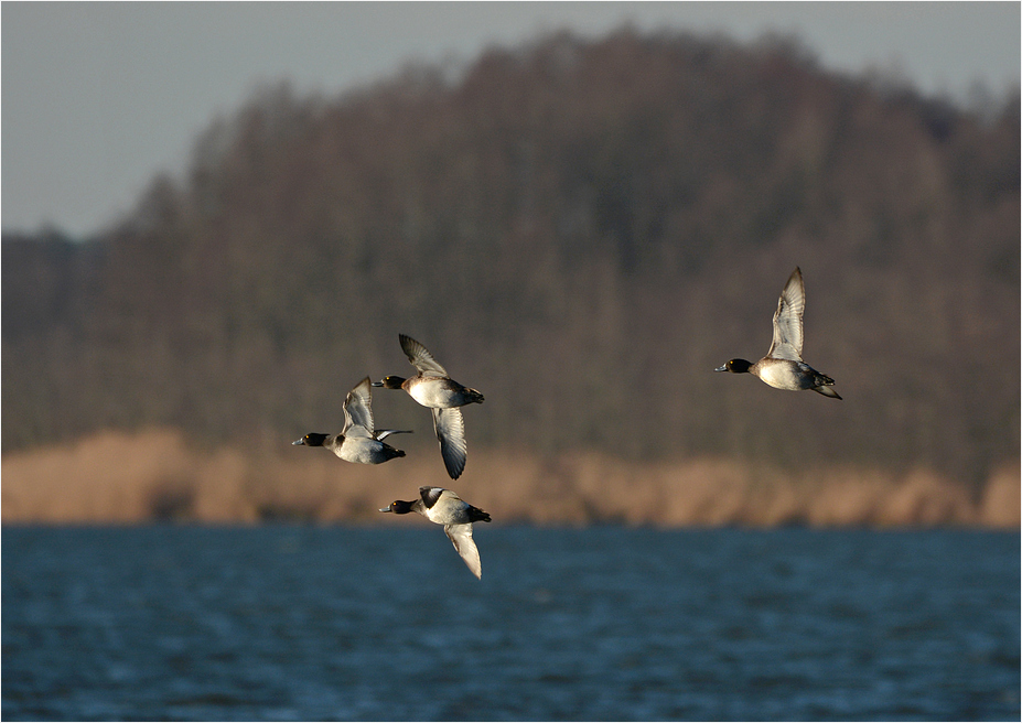 Abflug der Reiherenten