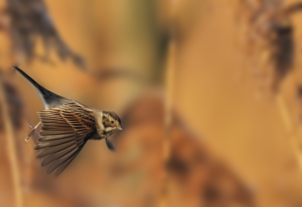 Abflug... der Rohrammer