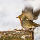 Abflug - der Rotkehlchen Linie