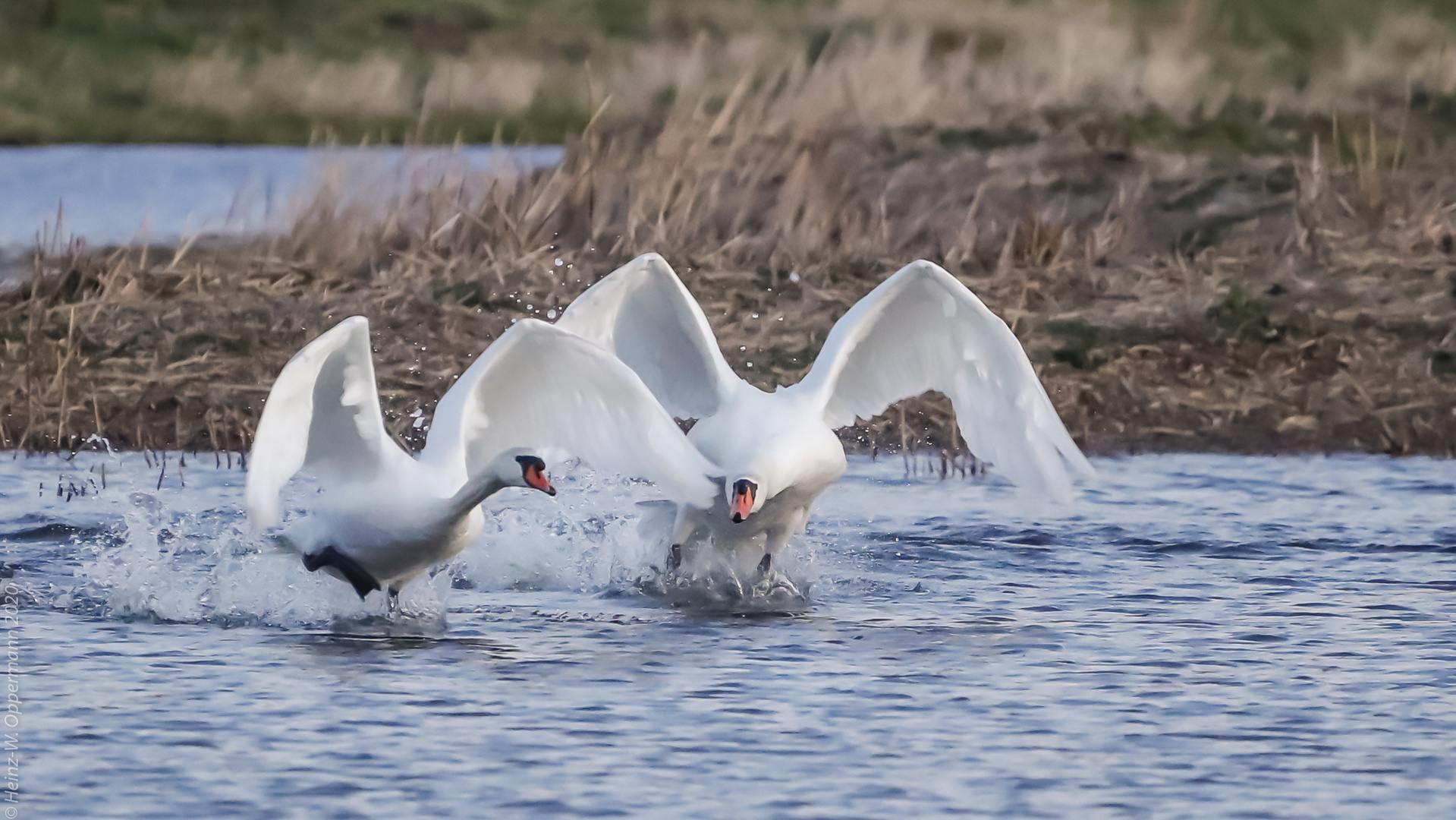 Abflug der Schwäne