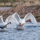 Abflug der Schwäne