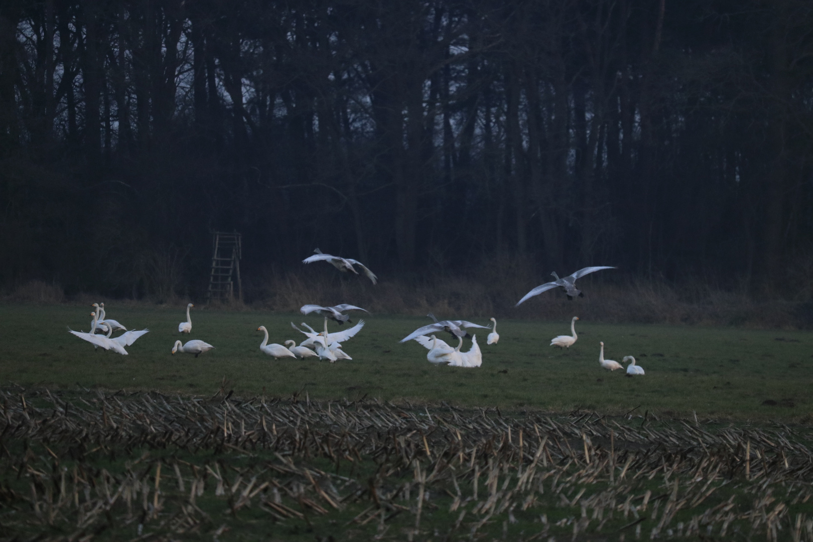 Abflug der Schwäne