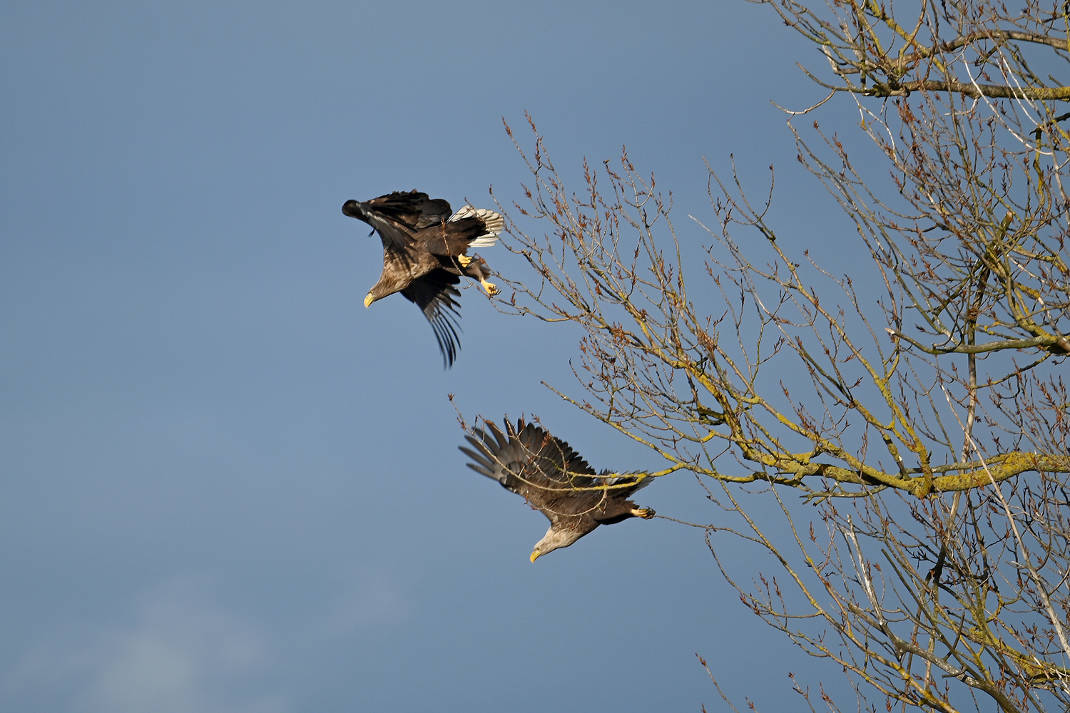 Abflug der Seeadler