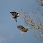 Abflug der Seeadler