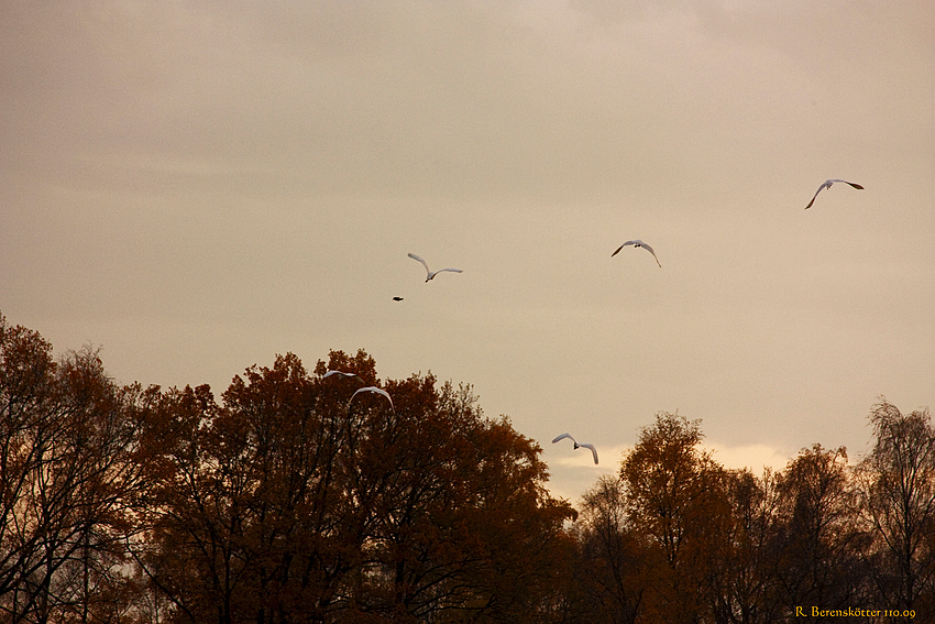 Abflug der Silber-Reiher