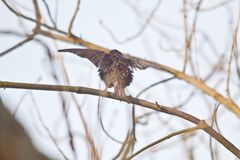 Abflug der Starline