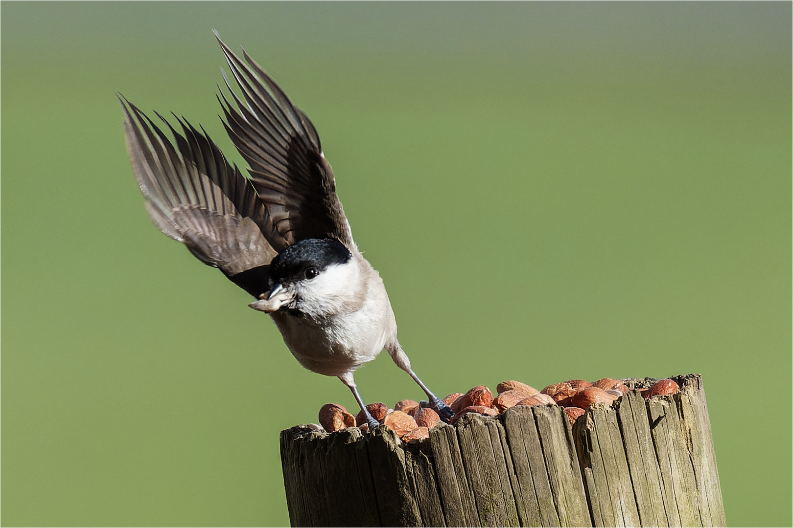 Abflug der Sumpfmeise  .....