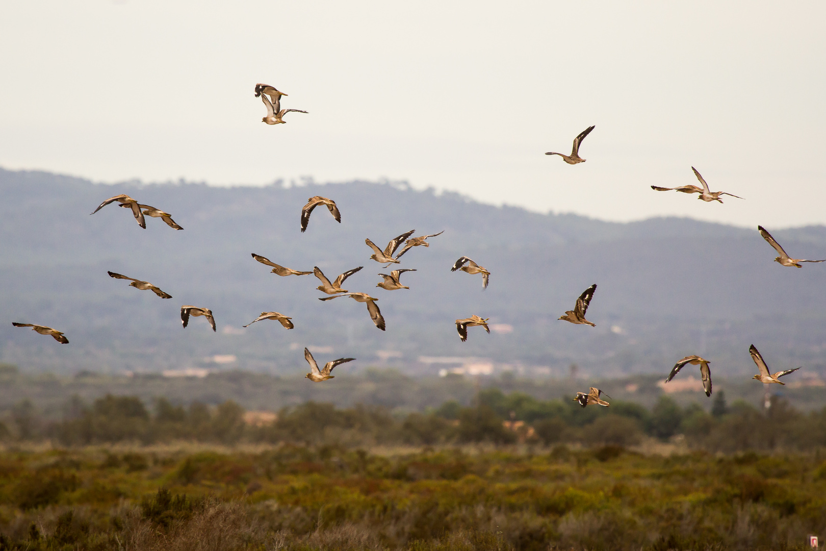 Abflug der Triele