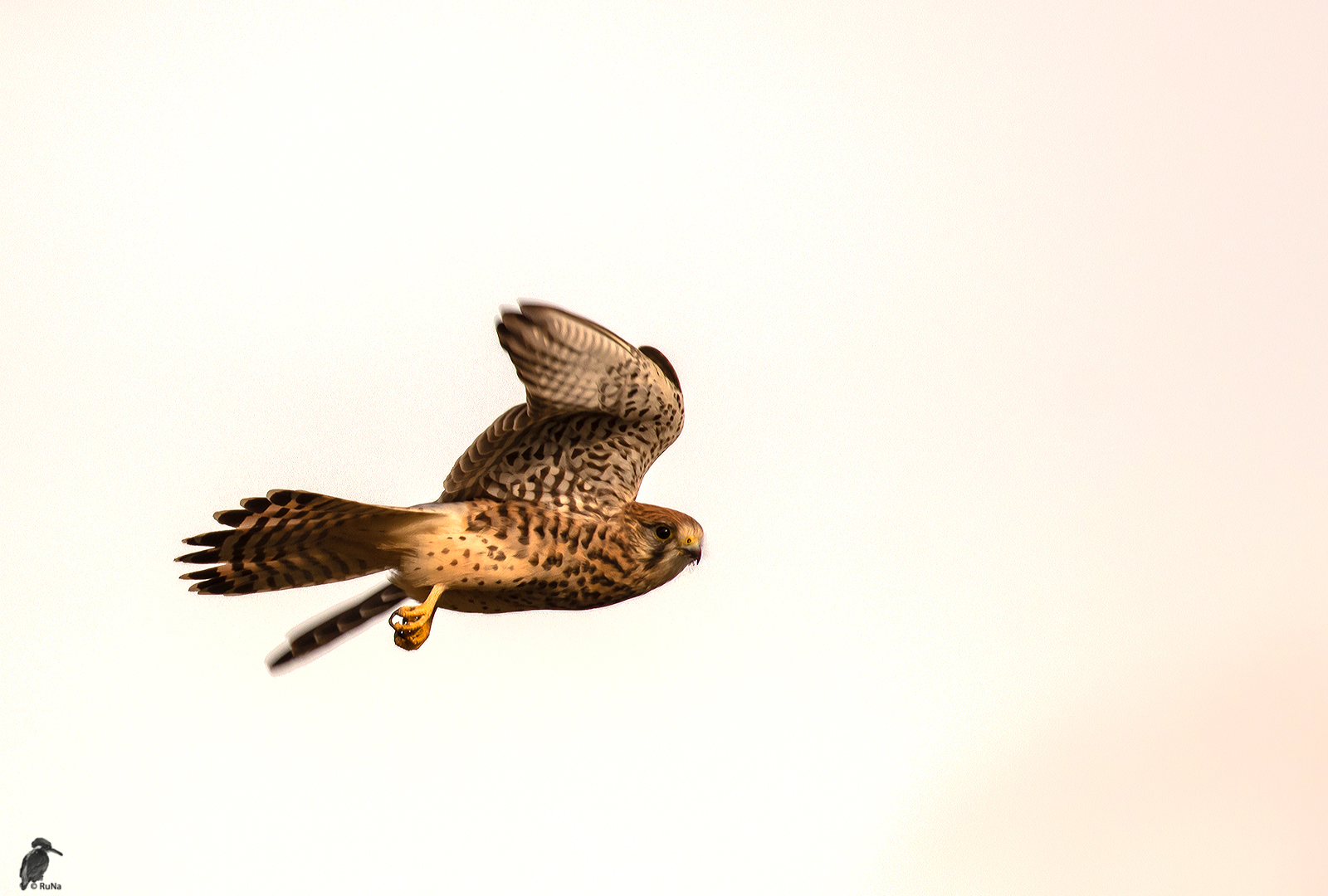 Abflug der Turmfalken-Dame