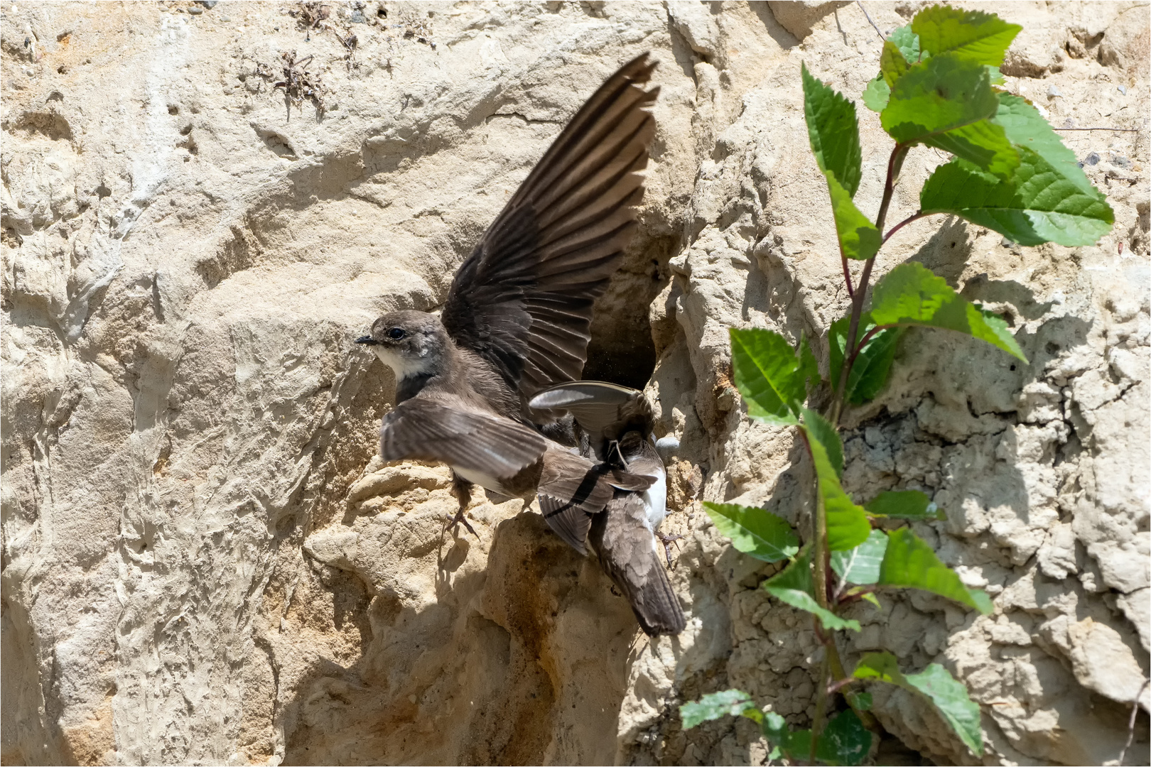 Abflug der Uferschwalbe  .....