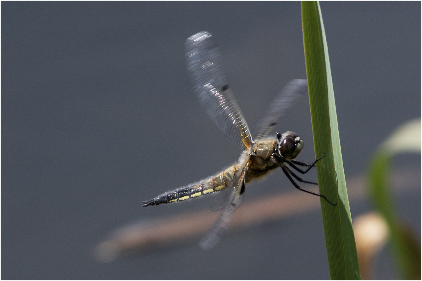 Abflug der Vierflecklibelle (Libellula quadrimaculata) zeigt . . .