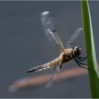 Abflug der Vierflecklibelle (Libellula quadrimaculata) zeigt . . .