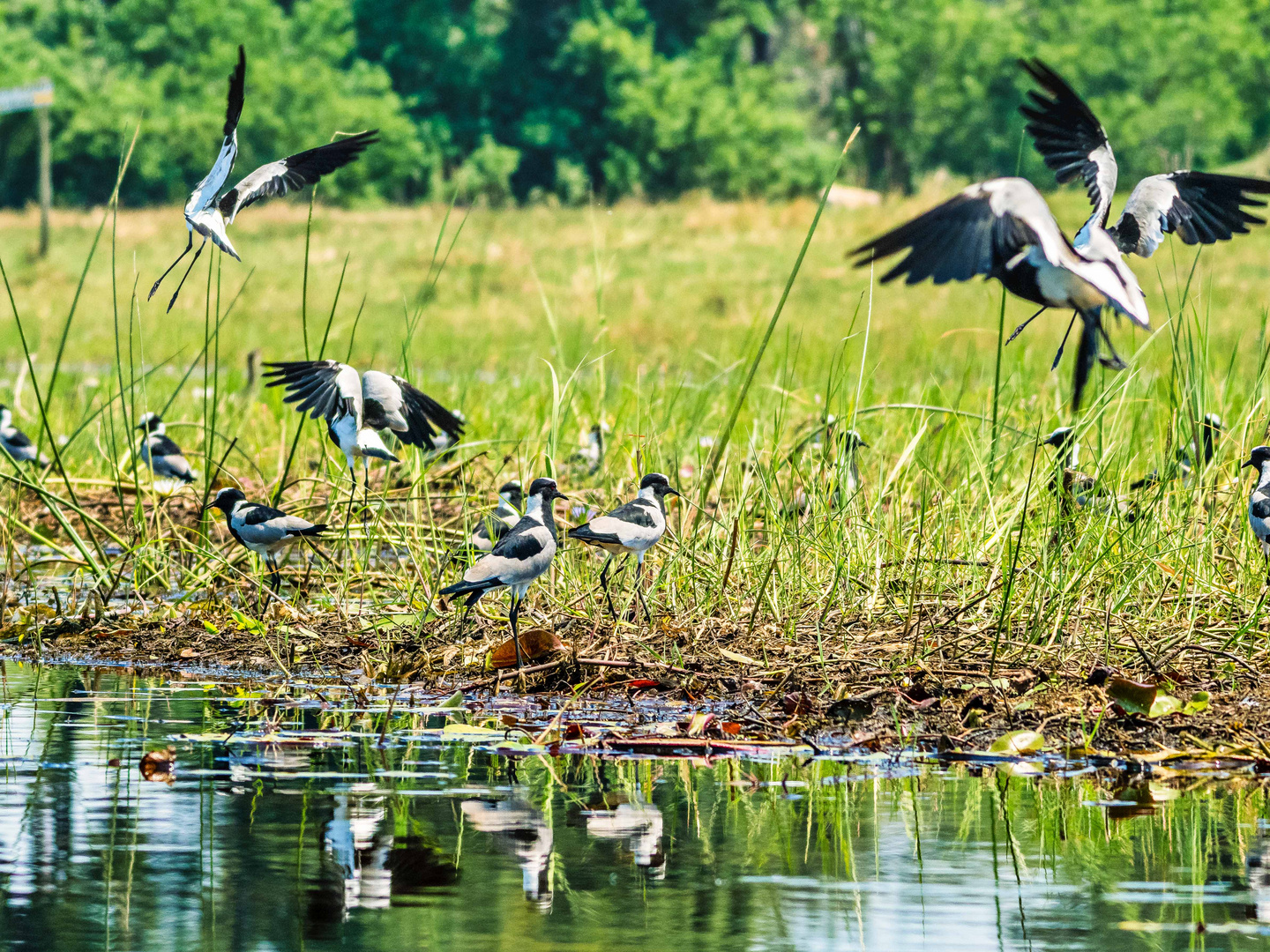 Abflug der Waffenkiebitze