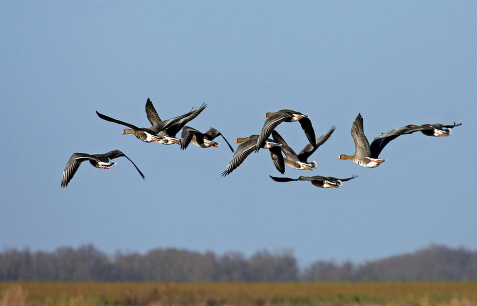 abflug der wildgänse