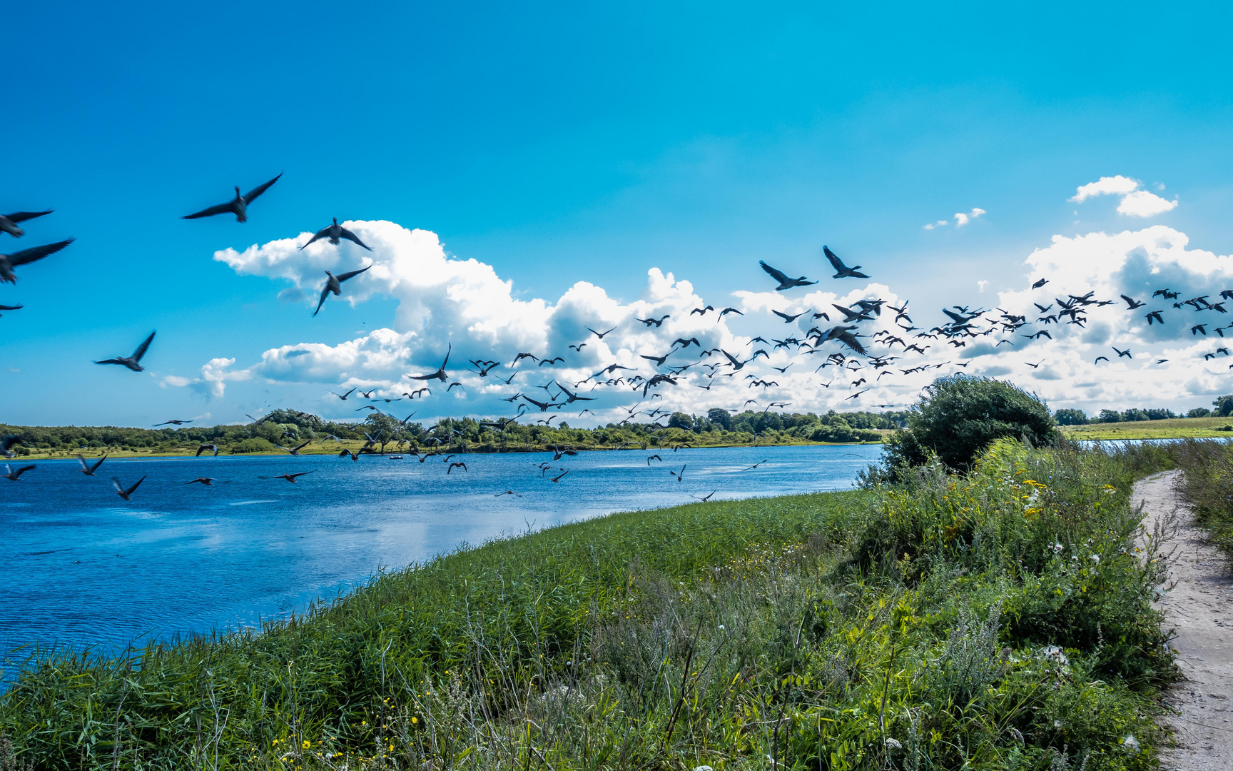 Abflug der Wildgänse