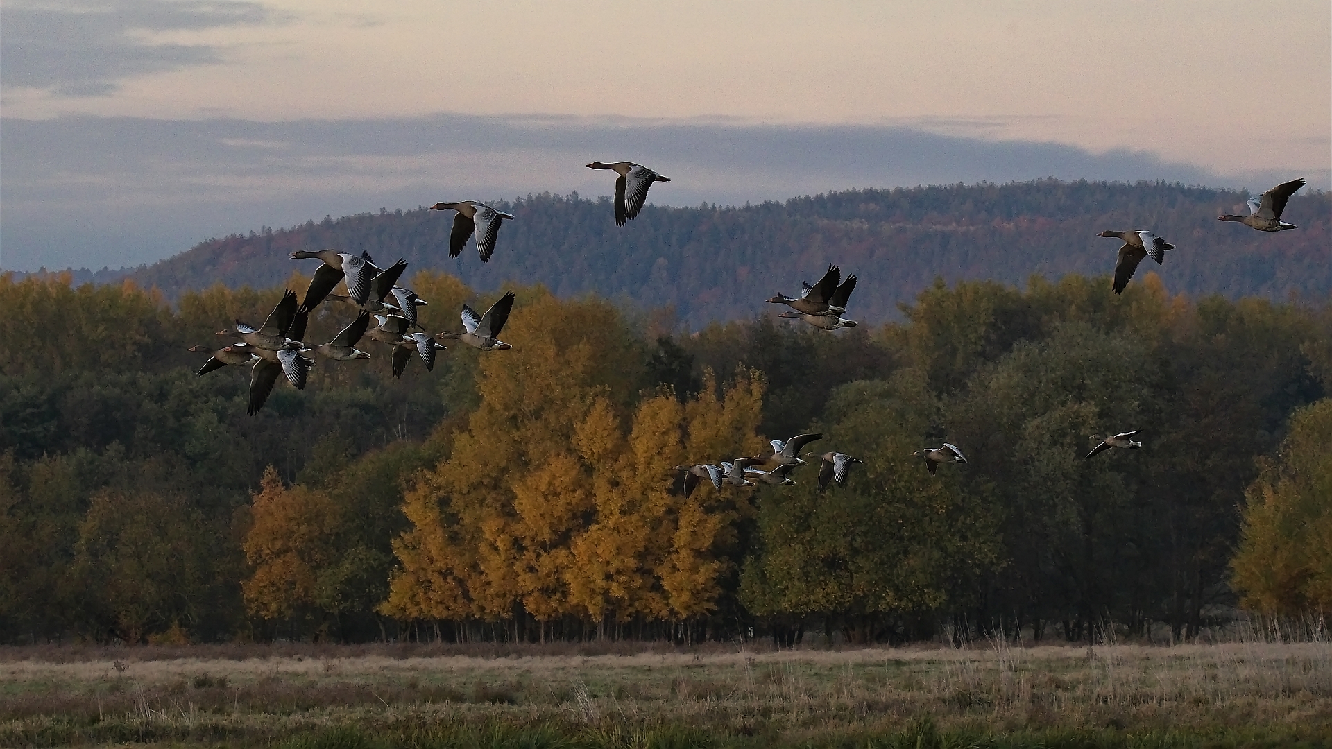 Abflug der Wildgänse