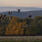 Abflug der Wildgänse