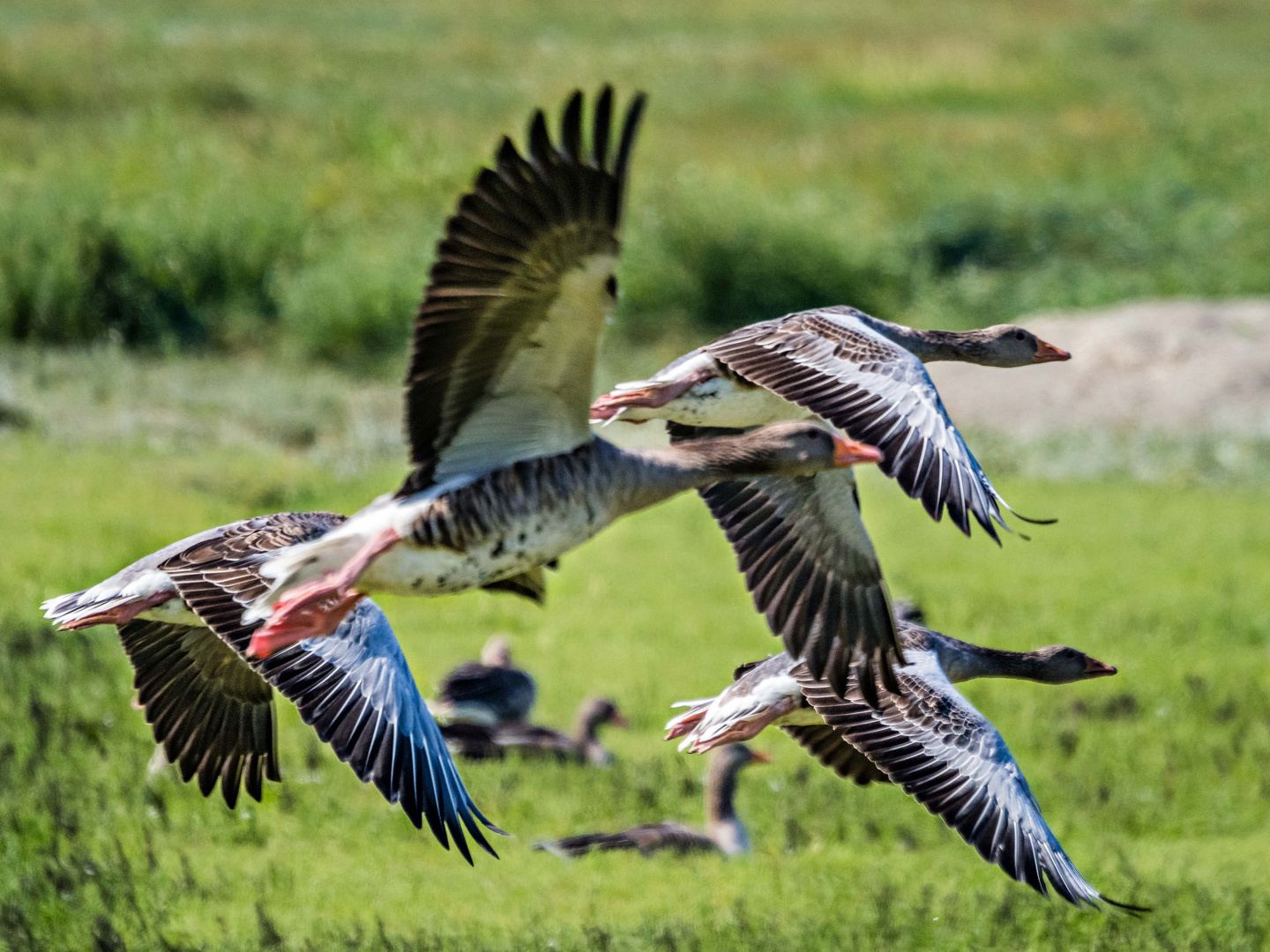 Abflug der Wildgänse