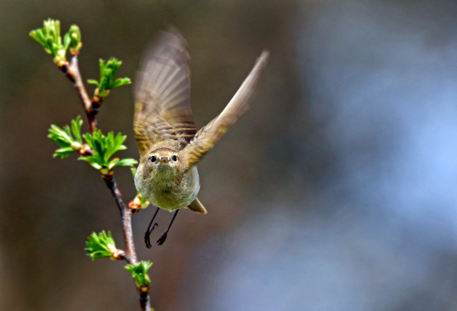 "ABFLUG" ..... der ZILPline