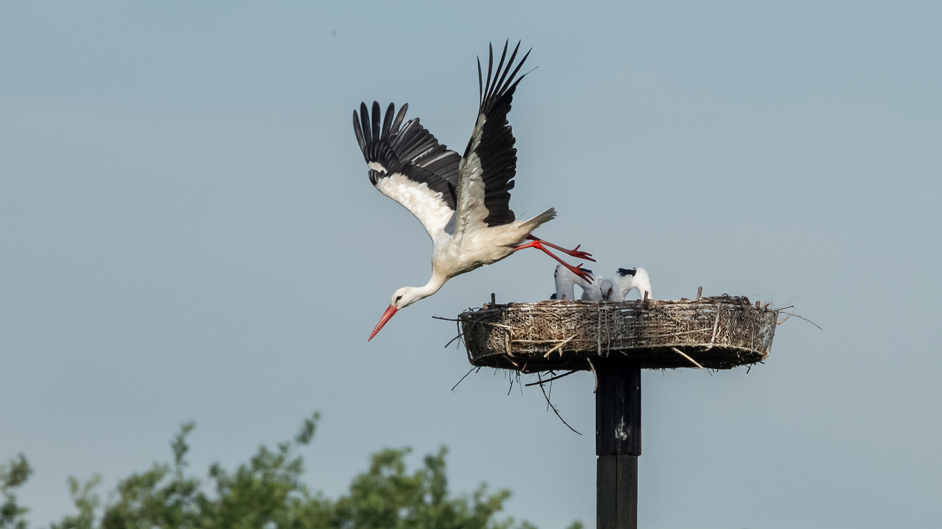 Abflug des Altstorches