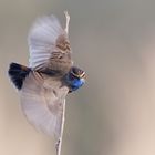 Abflug des Blaukehlchen