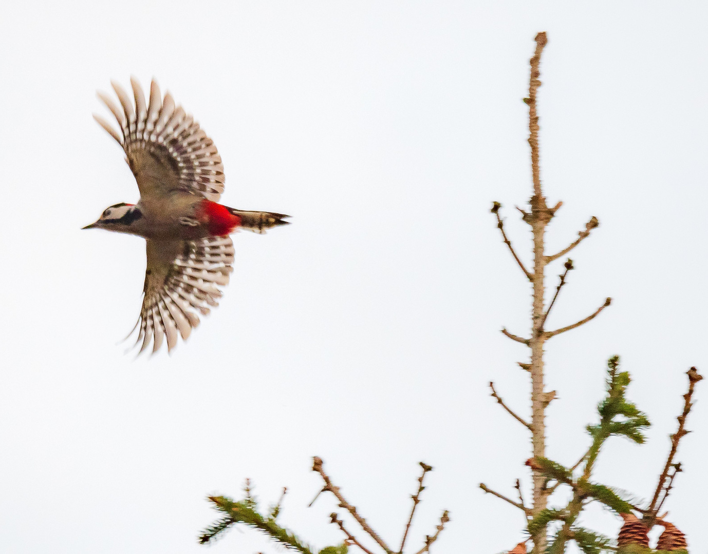 Abflug des Buntspechts