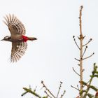 Abflug des Buntspechts